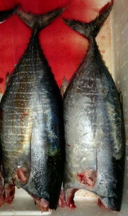 コープネット平群:毎年大好評!バイヤーから学ぶ魚のさばき方教室