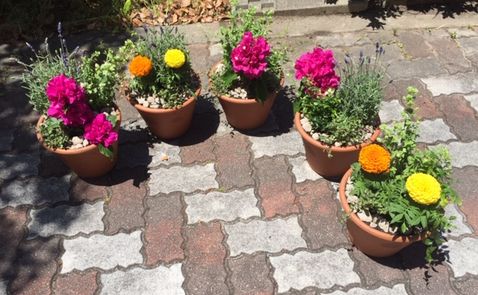 生駒北コープ委員会:十津川農園による初夏の花々を楽しむ寄せ植え講習会