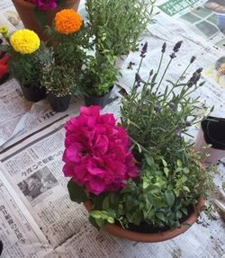 生駒北コープ委員会:十津川農園による初夏の花々を楽しむ寄せ植え講習会