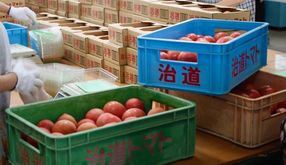 ならやまコープ委員会 :治(はる)道(みち)トマトの産地見学へ ケチャップ作りも体験