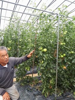 広陵コープ委員会 :治(はる)道(みち)トマトの産地見学に行って来ました