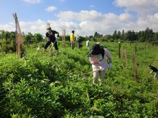 大淀町植樹地の下草刈りをおこないました