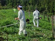 大淀町植樹地の下草刈りをおこないました