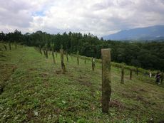 大淀町植樹地の下草刈りをおこないました