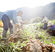 「産直」の5原則
