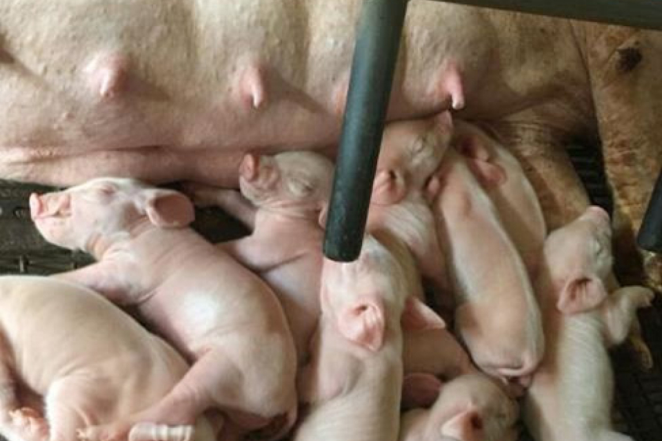 産直　有明名水豚