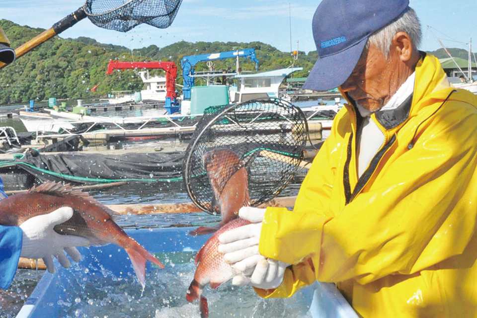 産直　海援鯛・極美勘八