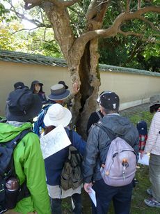 組合員のつどい共催「巨樹巨木めぐりハイキング！」を開催しました