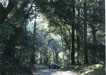 「春日原始林：巨樹巨木めぐりハイキング！」を開催しました
