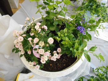 季節の花の寄せ植え講習会をしました