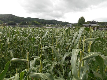 阿太農産出荷組合へ産地見学に行ってきました