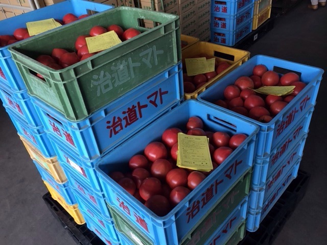 行ってきました、治道トマト産地見学！