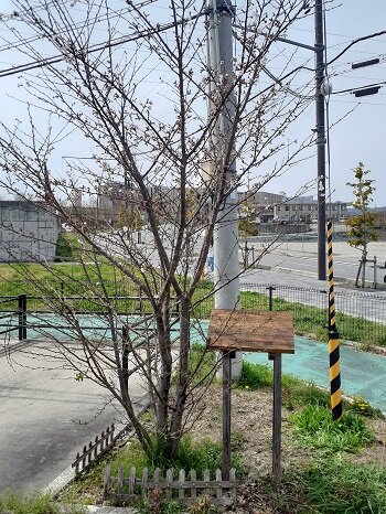コープ七条:「夜の森さくらプロジェクト」の桜が開花しました