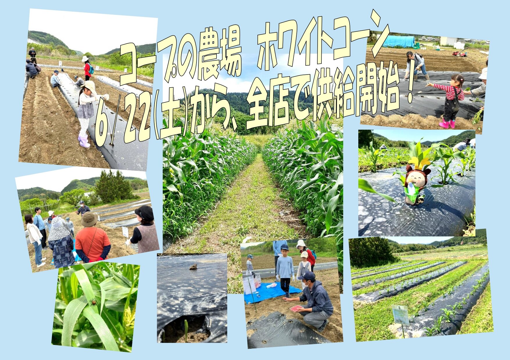 コープの農場 ホワイトコーン🌽 6/22(土)から全店で供給開始!