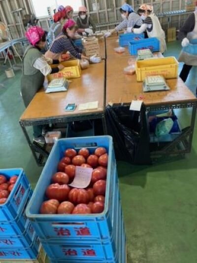 大宮コープ委員会：「産直 治道トマト」のハウス見学とケチャップ作り