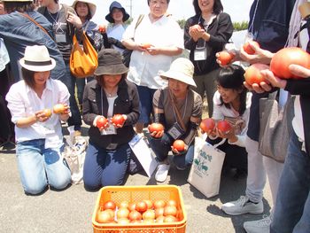 ならモニ便りvol.2:6月15日(木)治道トマト産地見学~トマトハウス~