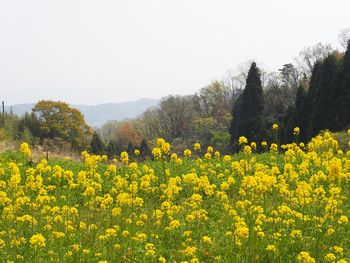 アースデー2019inなら:菜の花まつり&菜の花ウォーキングを開催しました
