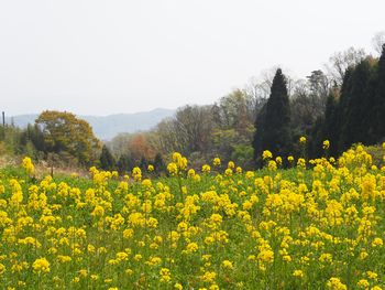 アースデー２０１９ｉｎなら：菜の花まつり＆菜の花ウォーキングを開催しました