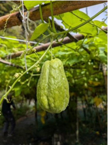 「川上村産はやとうりの浅漬」を開発しました