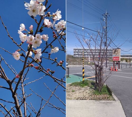 コープ七条:「夜の森さくらプロジェクト」の桜が開花しました