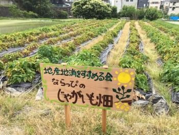 「地産地消をすすめる会」でじゃがいもを収穫しました！