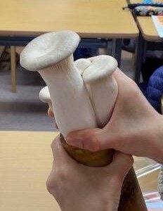 西大和コープ委員会:ホクト㈱の学習会 きのこの魅力を聞きました