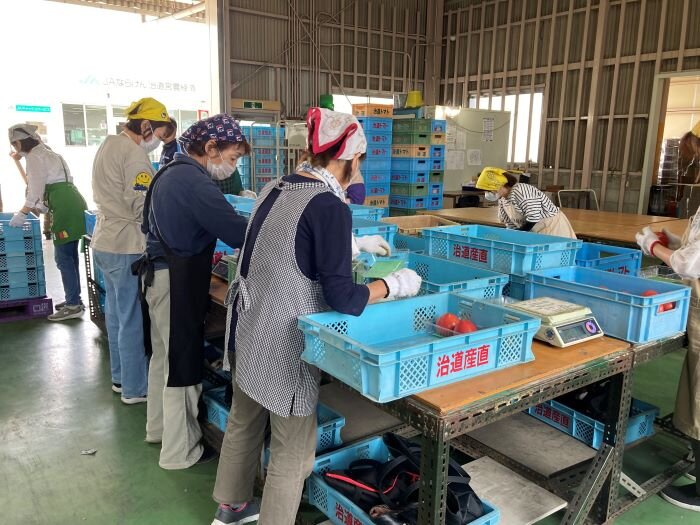 広陵コープ委員会：治(はる)道(みち)トマトの産地見学に行きました