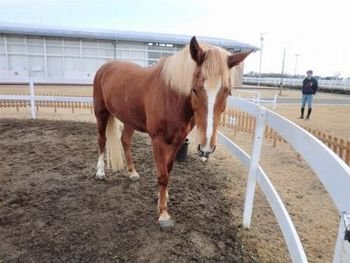 みやぎ生協：復興した馬術場からいつかオリンピック選手を 宮城県仙台市／海岸公園馬術場