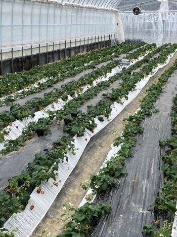 北エリア委員会:2023年度 第3回北エリア活動交流会で「コープの農場」を見学