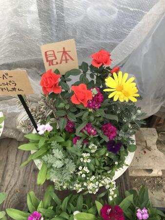 五條コープ委員会:寄せ植え講習会 和風か洋風を選び楽しみました