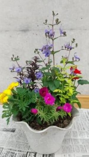 田原本コープ委員会:寄せ植えとコープクオリティ商品の試食学習会