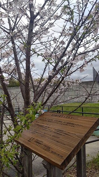 コープ七条:「夜の森さくらプロジェクト」の桜が開花しました