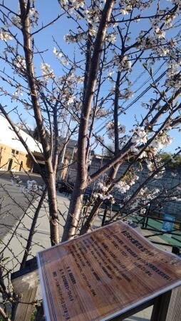 コープ七条 「夜の森さくらプロジェクト」の桜が開花しました