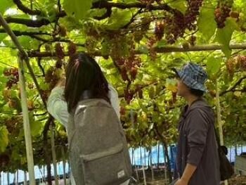 生駒北コープ委員会:(有)なかむら農園でデラウェアの収穫体験をしました
