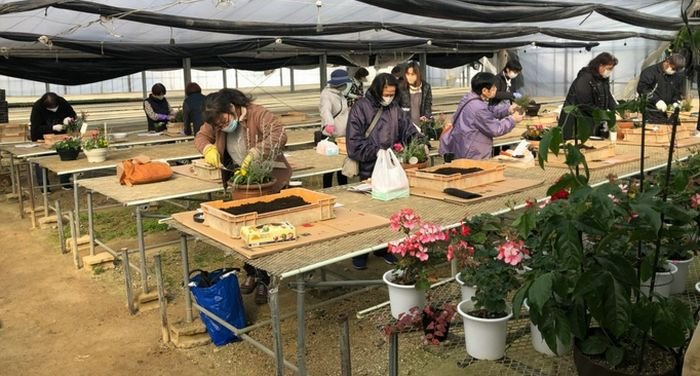 五條コープ委員会：広いハウスの中で「寄せ植え」を楽しみました