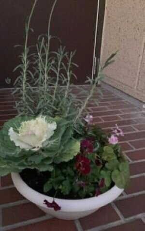 ならやまコープ委員会：(株)サングリーン企画による“寄せ植え講習会”