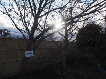 「第19回 桜あかりの集い」を開催しました