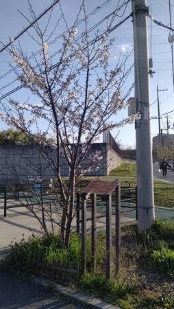 コープ七条 「夜の森さくらプロジェクト」の桜が開花しました