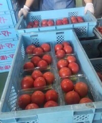 香芝西コープ委員会：治道(はるみち)トマトの見学とケチャップ作り