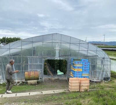 斑鳩・安堵コープ委員会：治道トマトの産地（大和郡山市）見学とケチャップ作り