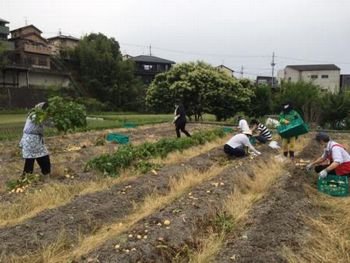 「地産地消をすすめる会」でじゃがいもを収穫しました！