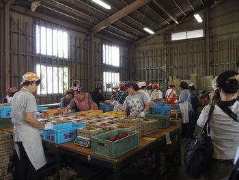 ならモニ便りvol.1:6月15日(木)治道トマト産地見学~出荷場~
