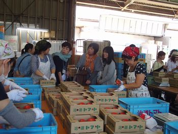 ならモニ便りvol.1:6月15日(木)治道トマト産地見学~出荷場~