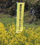 菜の花まつりを開催しました