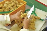 生姜の皮も手作業で