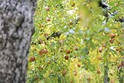 葉とらずの森